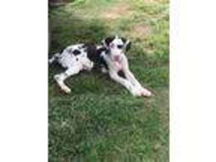 Great Dane Puppy for sale in Cullman, AL, USA