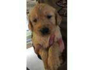 Goldendoodle Puppy for sale in Zillah, WA, USA
