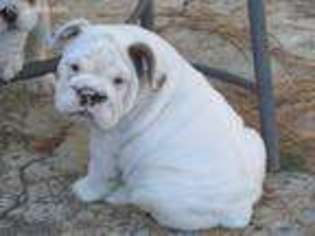 Bulldog Puppy for sale in De Queen, AR, USA