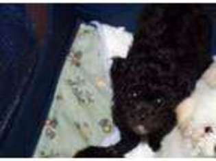 Mutt Puppy for sale in TRENTON, NJ, USA