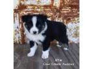 Australian Shepherd Puppy for sale in Stephenville, TX, USA