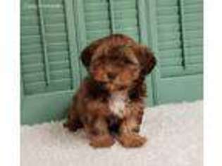 Shorkie Tzu Puppy for sale in Eagleville, MO, USA