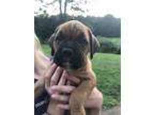 Boxer Puppy for sale in Chatsworth, GA, USA