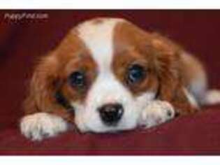 Cavalier King Charles Spaniel Puppy for sale in Richland, MO, USA