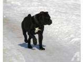 Cane Corso Puppy for sale in RANDOLPH, MN, USA