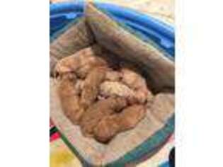 Goldendoodle Puppy for sale in Williamston, NC, USA