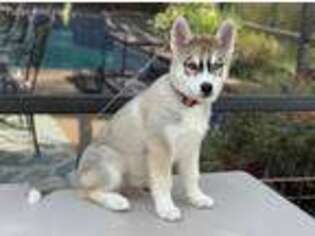 Siberian Husky Puppy for sale in Lake Mary, FL, USA