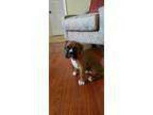 Boxer Puppy for sale in West Covina, CA, USA