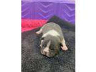 French Bulldog Puppy for sale in Tiskilwa, IL, USA
