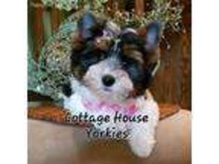 Yorkshire Terrier Puppy for sale in Ellenton, FL, USA