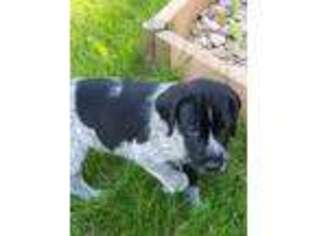 German Wirehaired Pointer Puppy for sale in Aberdeen, SD, USA