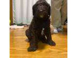 Mutt Puppy for sale in Le Claire, IA, USA