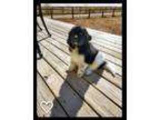 Newfoundland Puppy for sale in Carr, CO, USA