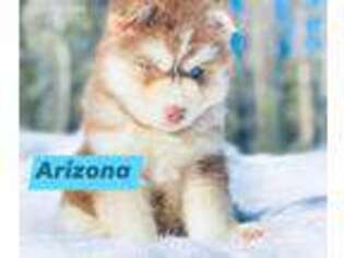 Siberian Husky Puppy for sale in Bozeman, MT, USA