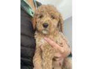 Goldendoodle Puppy for sale in Southbridge, MA, USA