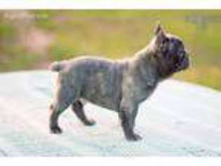 French Bulldog Puppy for sale in Longview, TX, USA