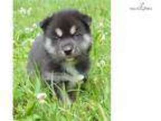 Siberian Husky Puppy for sale in Brandywine, MD, USA