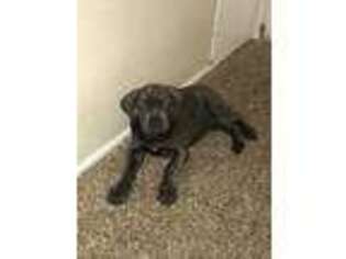 Cane Corso Puppy for sale in Chattanooga, TN, USA