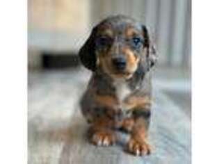 Dachshund Puppy for sale in Shreve, OH, USA