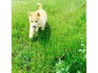 Siberian Husky Puppy for sale in Martinsburg, WV, USA