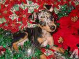 Harlequin Pinscher Puppy for sale in MONTROSE, AR, USA