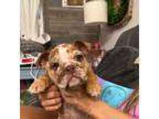 Bulldog Puppy for sale in Tallahassee, FL, USA