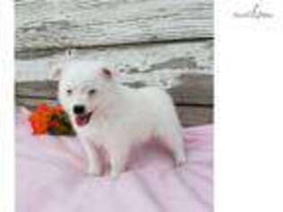 American Eskimo Dog Puppy for sale in Canton, OH, USA