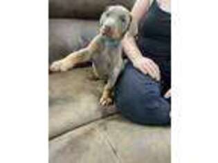 Doberman Pinscher Puppy for sale in Sumter, SC, USA