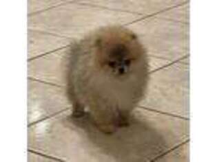 Pomeranian Puppy for sale in Hemingway, SC, USA