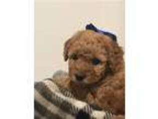 Goldendoodle Puppy for sale in Vendor, AR, USA