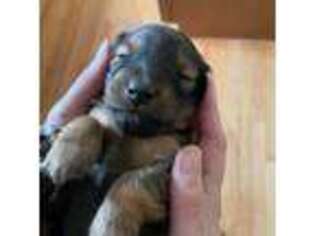 Dachshund Puppy for sale in Voluntown, CT, USA