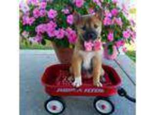 Shiba Inu Puppy for sale in Lovington, IL, USA