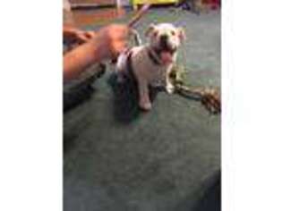 Bulldog Puppy for sale in South Hutchinson, KS, USA