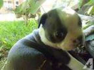 Boston Terrier Puppy for sale in HOUSTON, TX, USA