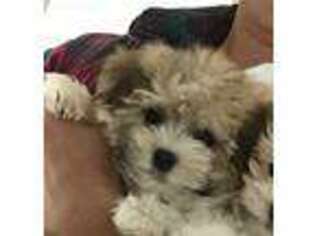 Havanese Puppy for sale in Fort Myers Beach, FL, USA