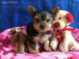 Yorkshire Terrier Puppy for sale in Willow, OK, USA