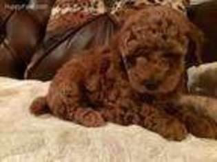 Cavapoo Puppy for sale in Malcolm, NE, USA