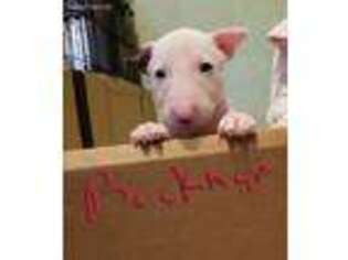 Bull Terrier Puppy for sale in Clover, SC, USA