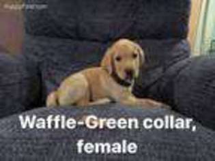 Labrador Retriever Puppy for sale in Springfield, VT, USA
