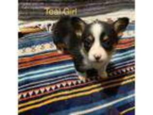 Pembroke Welsh Corgi Puppy for sale in Millsap, TX, USA