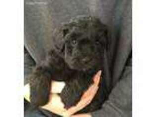 Schnoodle (Standard) Puppy for sale in Union, OH, USA