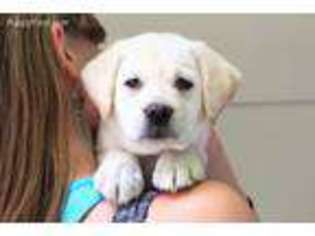 Labrador Retriever Puppy for sale in Swanville, MN, USA