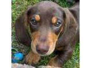 Dachshund Puppy for sale in New Windsor, NY, USA