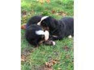Bernese Mountain Dog Puppy for sale in Parker, CO, USA