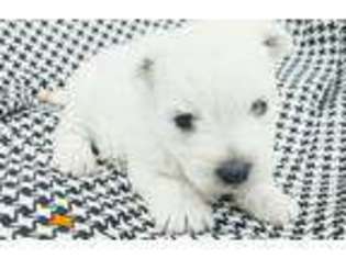 West Highland White Terrier Puppy for sale in Saint Johns, FL, USA