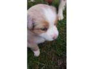 Australian Shepherd Puppy for sale in Beverly, WV, USA