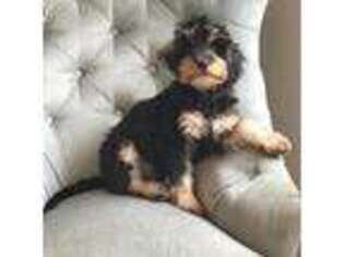 Cavapoo Puppy for sale in Reseda, CA, USA