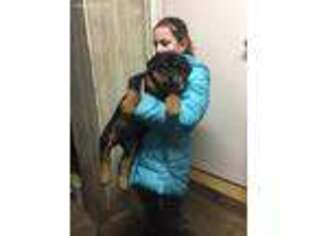 Rottweiler Puppy for sale in Mineral City, OH, USA