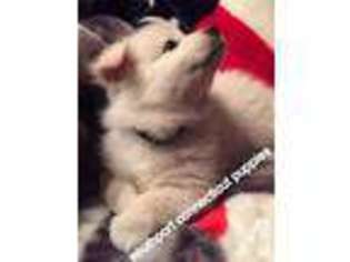 American Eskimo Dog Puppy for sale in SOUTHPORT, CT, USA