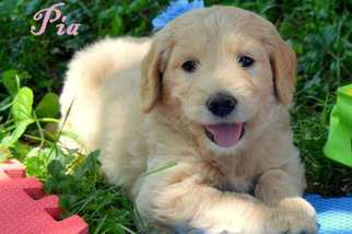 Goldendoodle Puppy for sale in North Wilkesboro, NC, USA